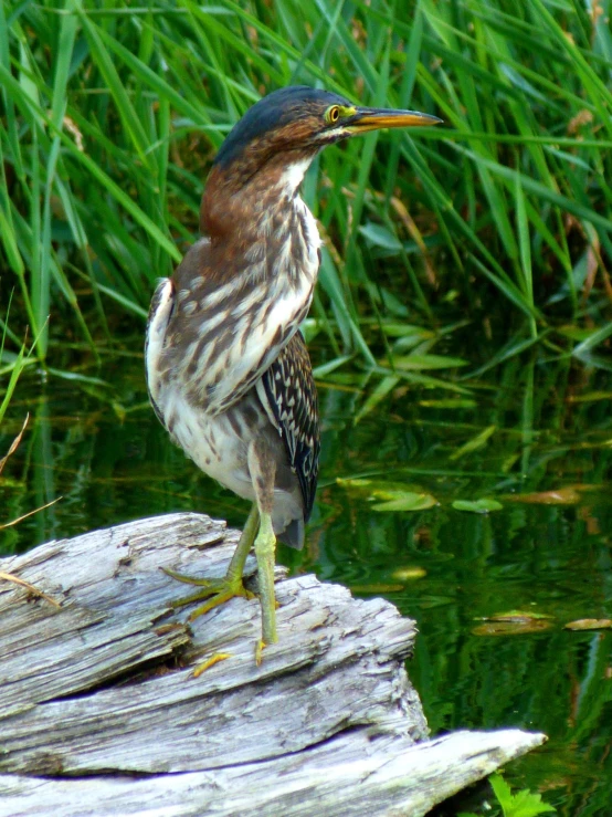 a bird stands on a log in a pond