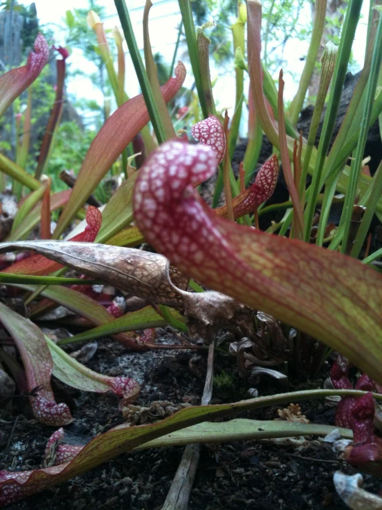 some very pretty plants that are in some dirt