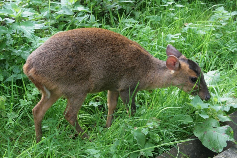 a small deer eating some leaves from the ground