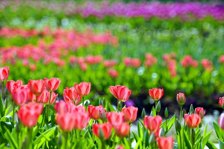 a field of red tulips is seen in the foreground