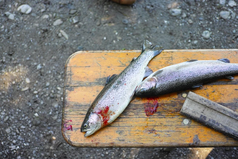 the fish has just been cleaned and left on the table