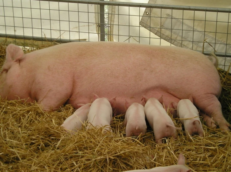 pigs lying on hay in an inclosure with a wire fence