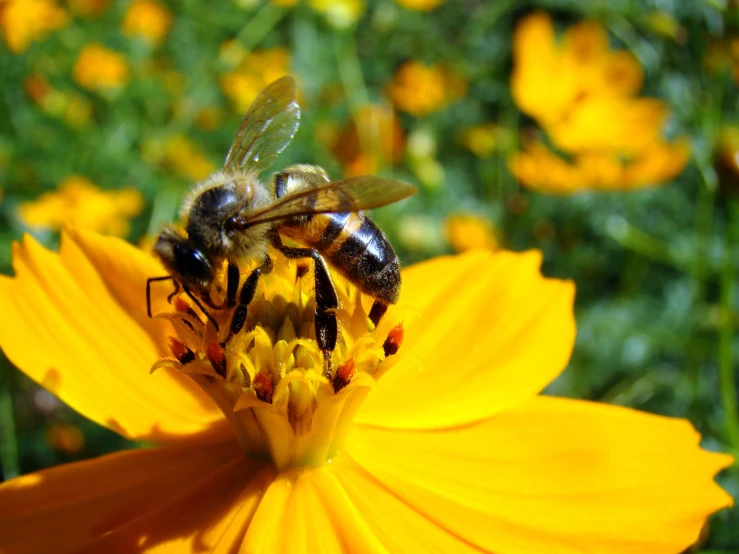 a bee that is sitting on a yellow flower