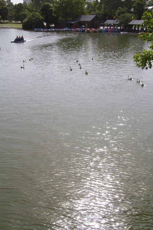 many ducks floating on the water in a lake