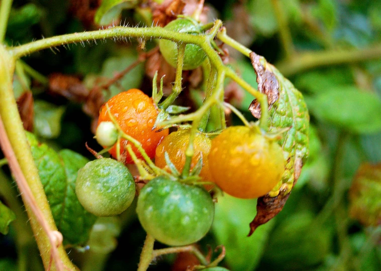 the fruit is ripening on a bush with leaves