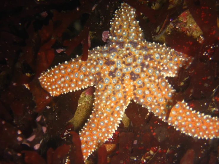 a starfish with dots of yellow and purple