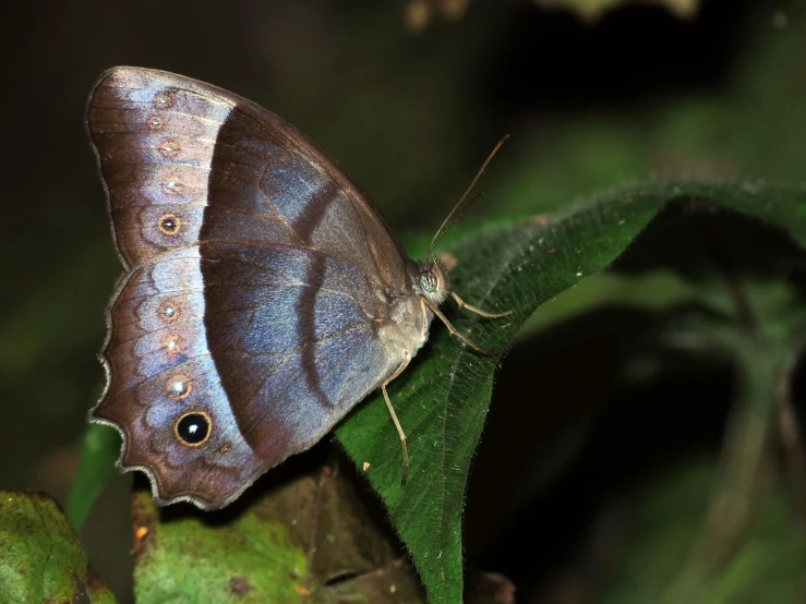 a blue erfly sitting on top of a leaf