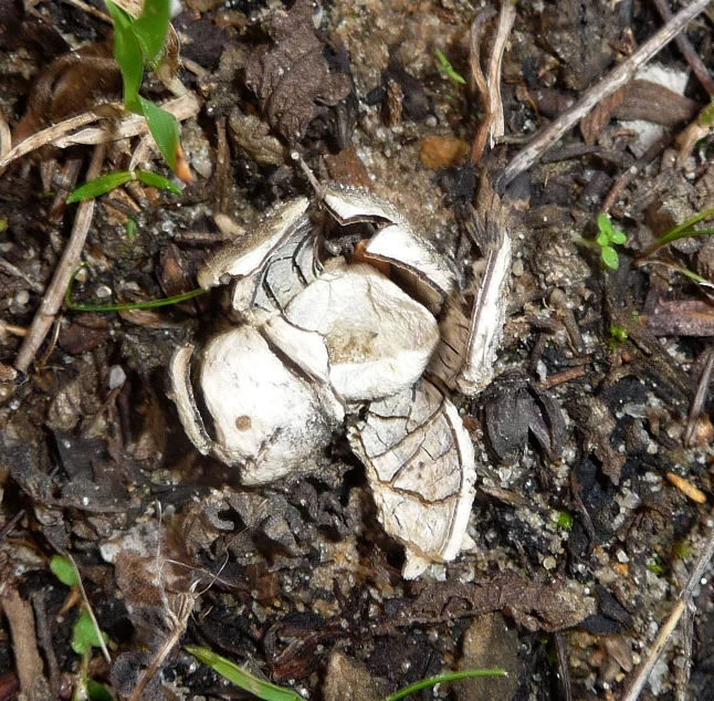 the image is of a dead insect in the dirt