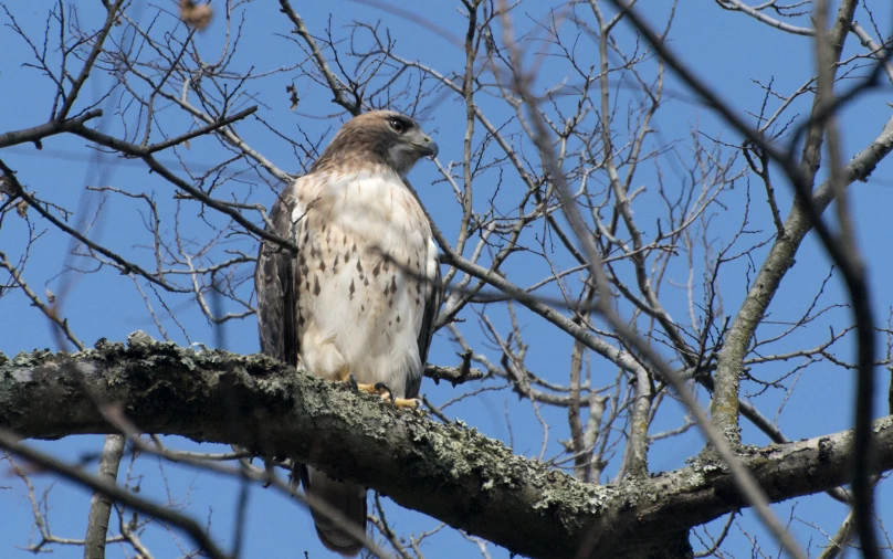 a large brown and white bird sitting on top of a tree nch