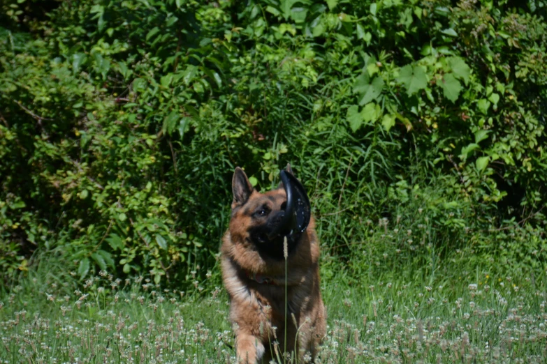 a brown dog with a black collar and collared head in the grass