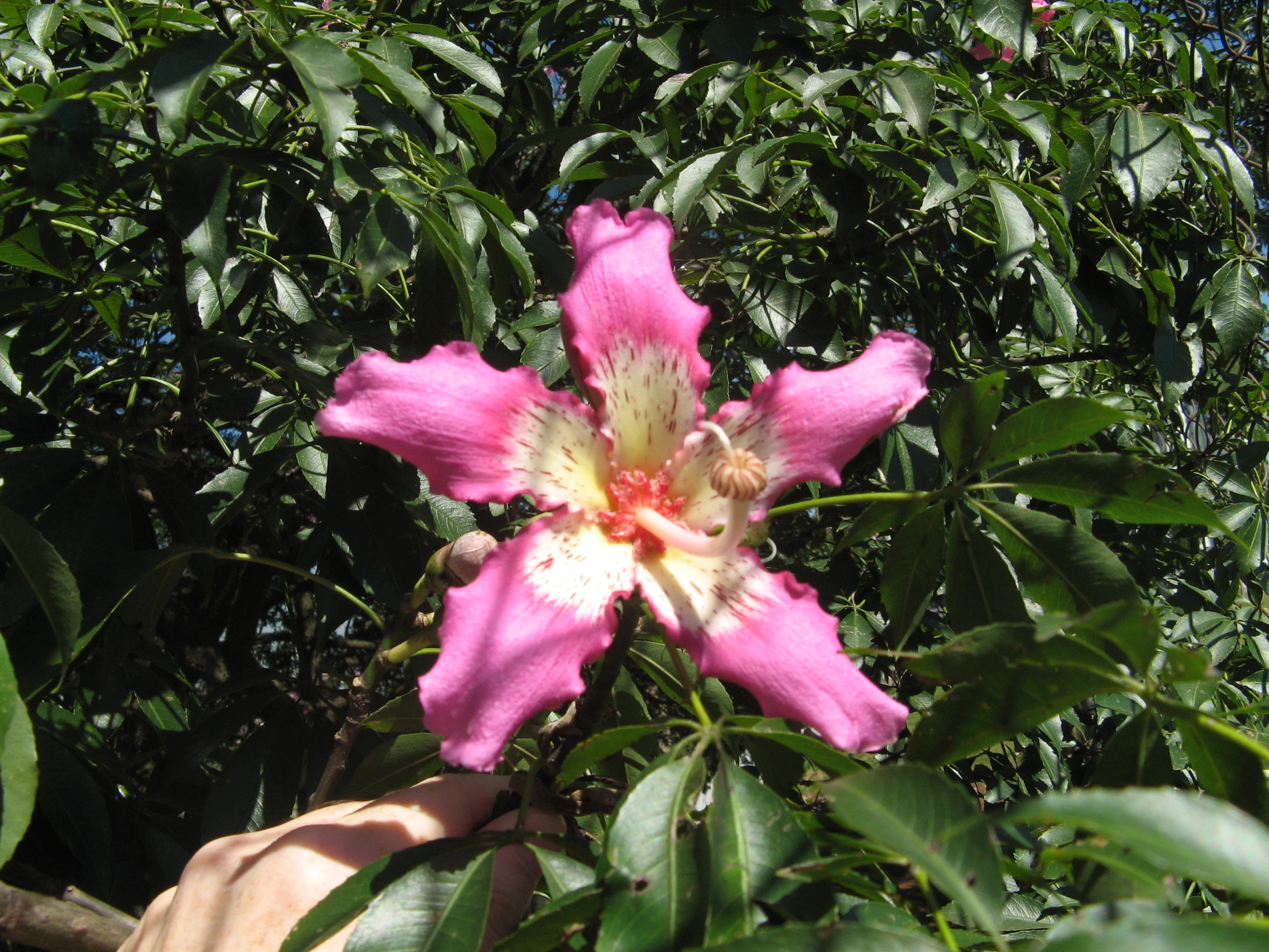 a pink flower with a white center sits between leaves