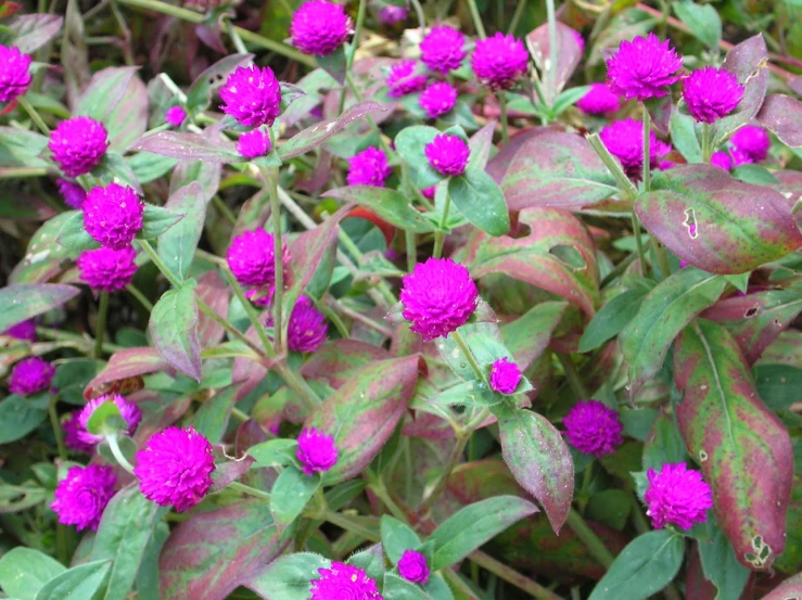 a very colorful plant that looks like a bunch of purple flowers