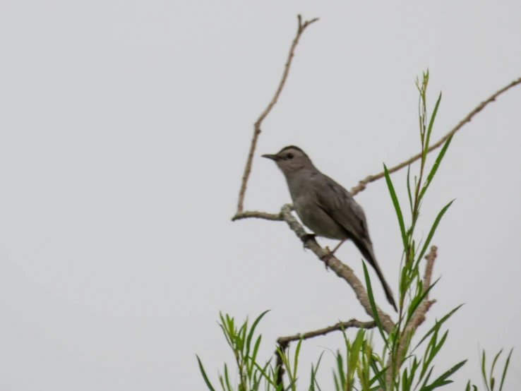 a small grey bird sits on top of a nch