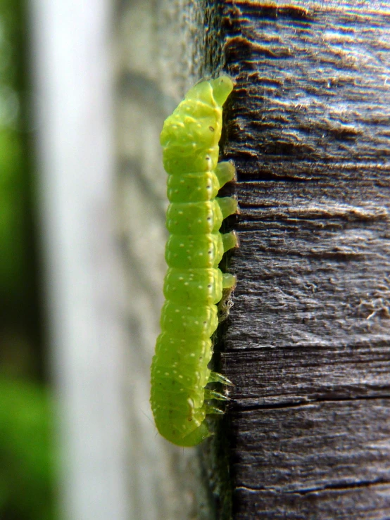 a caterpillar attached to a wooden structure