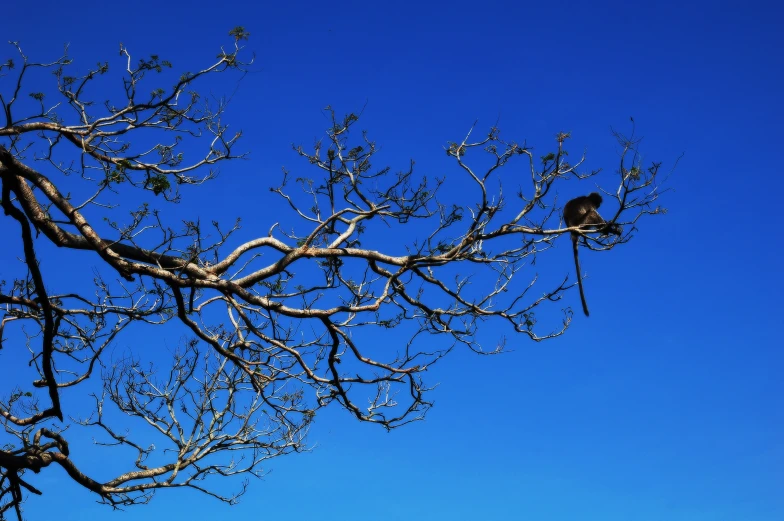 a bird sitting on top of a tree nch