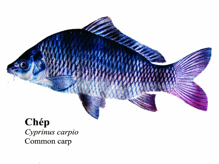 a blue fish on a white background with words describing its colors
