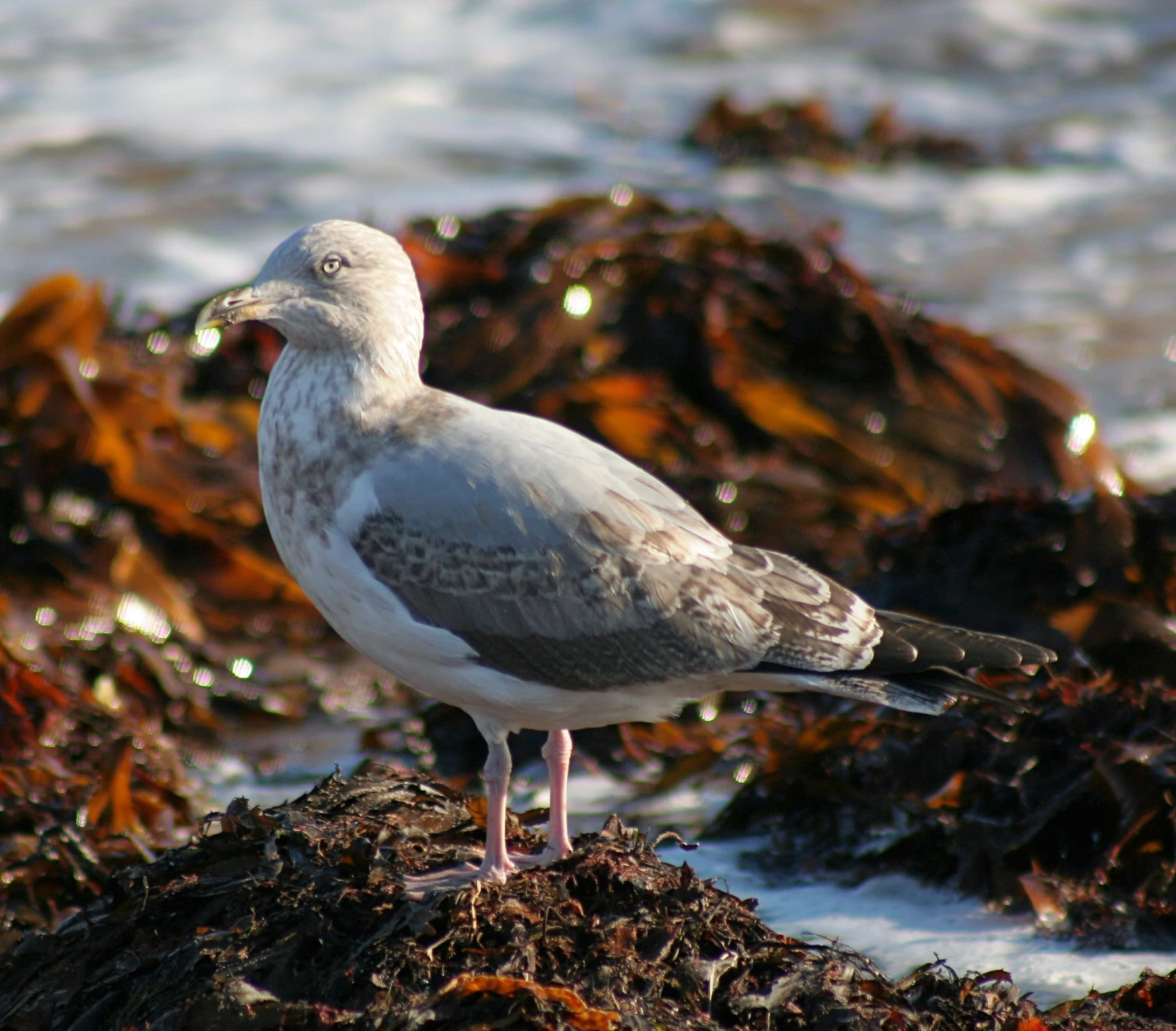 a seagull standing on a rock near the ocean water