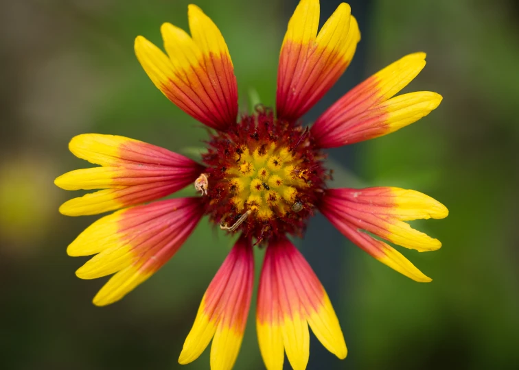 the small flower has bright yellow and red petals