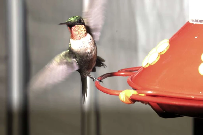 the bird is flapping at the feeder outside