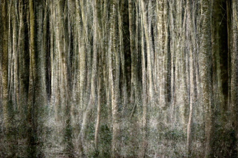 the tree are covered with grass as it is raining