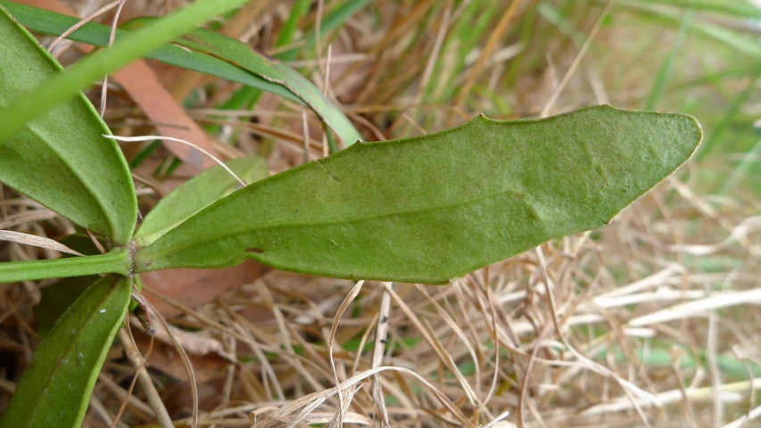 a small green leaf resting on the ground