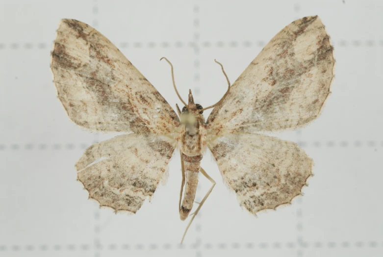 a brown erfly with white spots on it