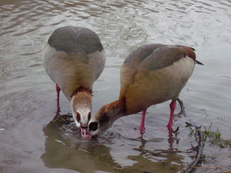 two birds are drinking in the water at the park