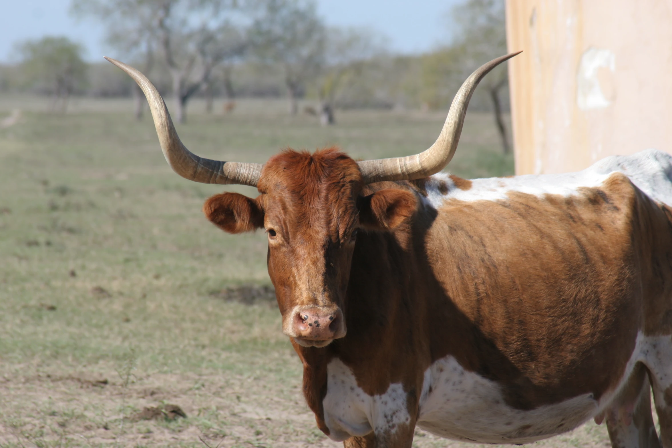 the head of a cow with horns stands in an open field