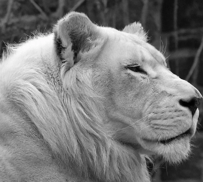 a close up view of a white lion