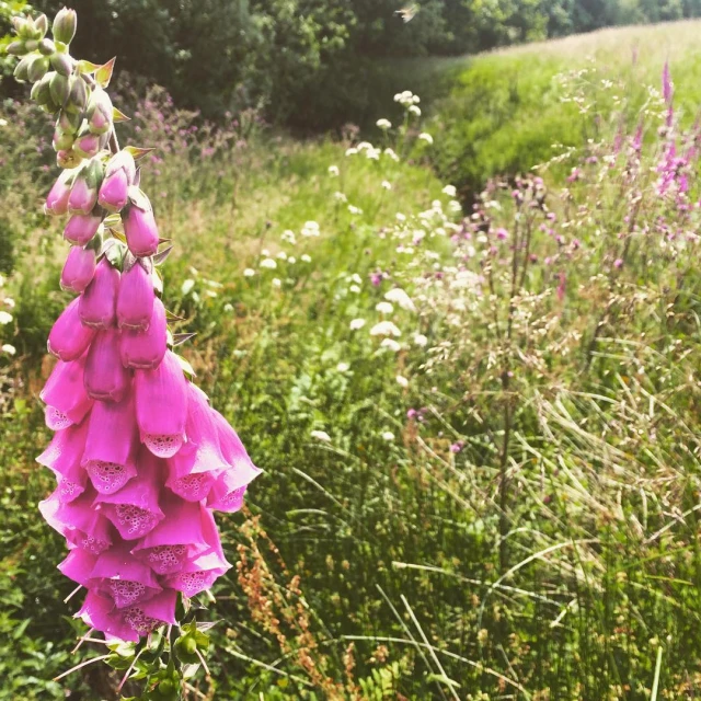 some very pretty pink flowers on a big field