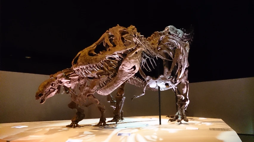 two dinosaurs on display at a museum with the skeleton of one