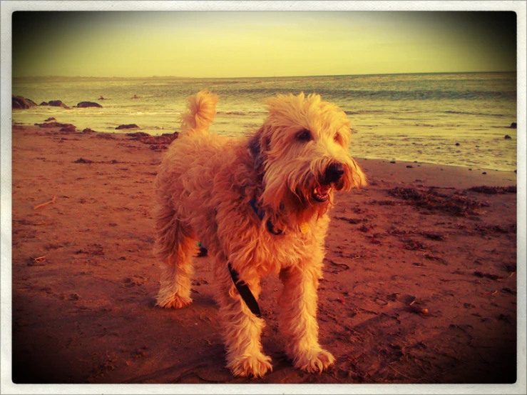 a brown dog standing on top of a sandy beach