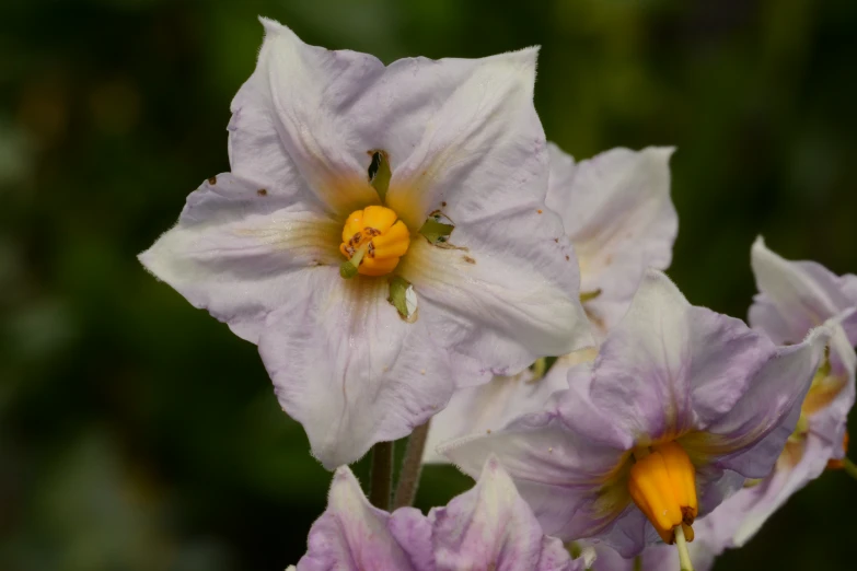 two pretty white and purple flowers together