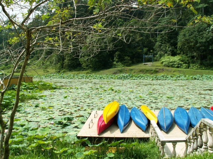 several boats sit on a wooden platform in a pond with lily pads