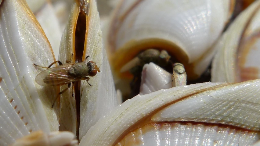 a close up of an insect on some leaves