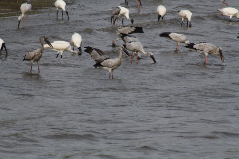 a group of birds standing on a body of water