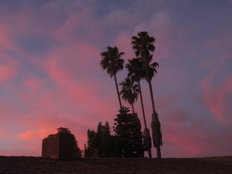 a pink cloud is shining behind a palm tree