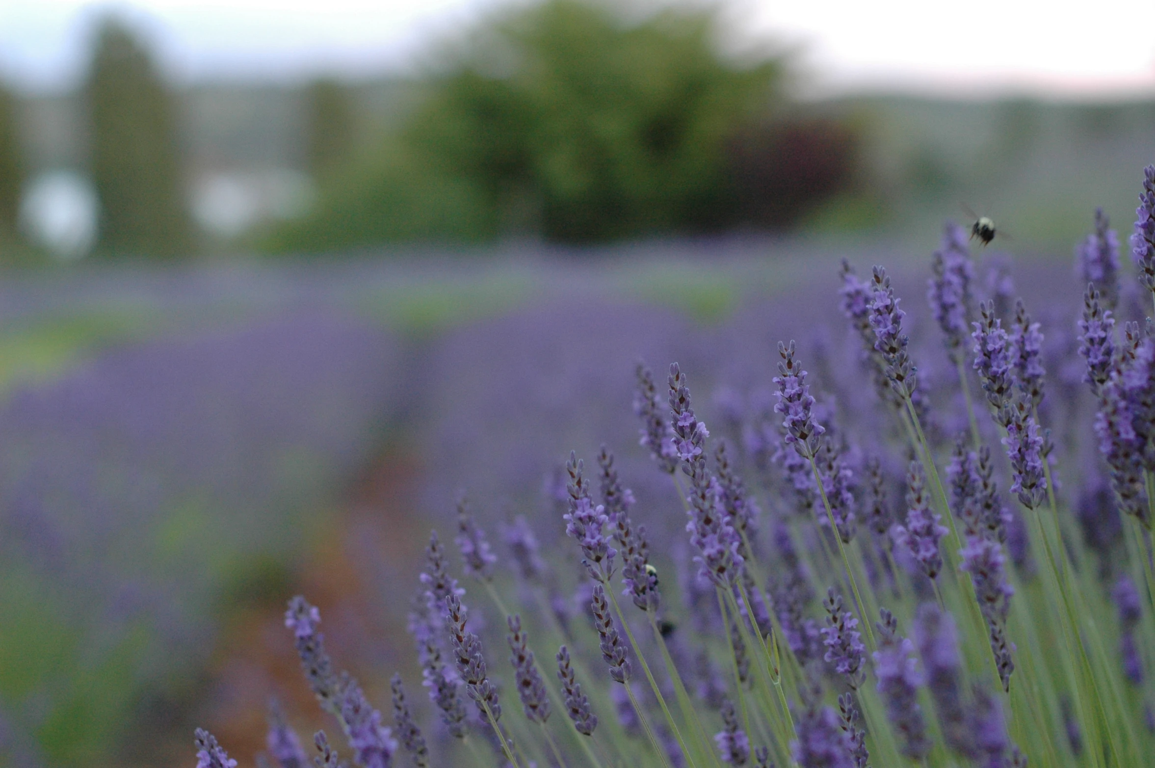 a field of lavender flowers next to trees