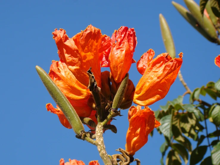 orange flowers growing from the leaves of a tree