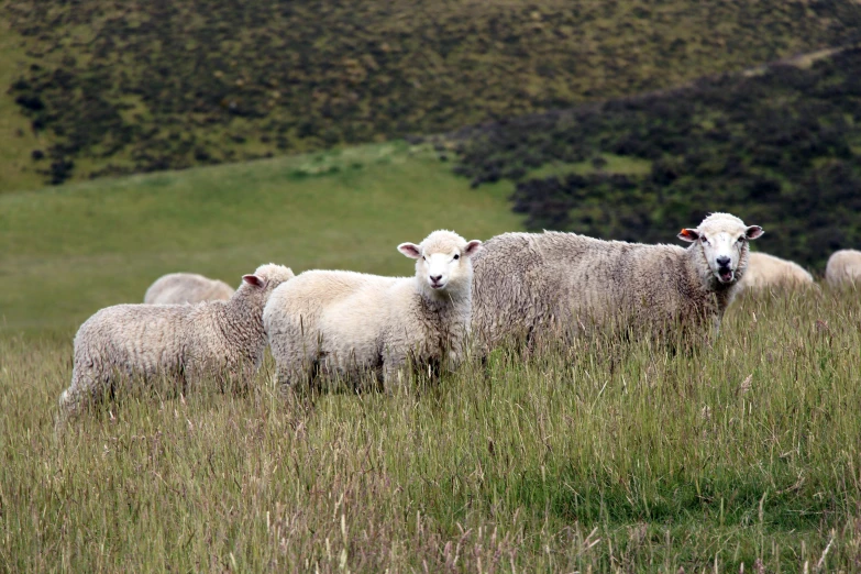 a herd of sheep grazing on top of a grass covered field