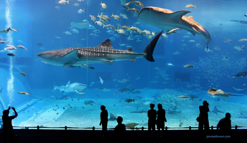 aquarium with people looking at sharks and other fish