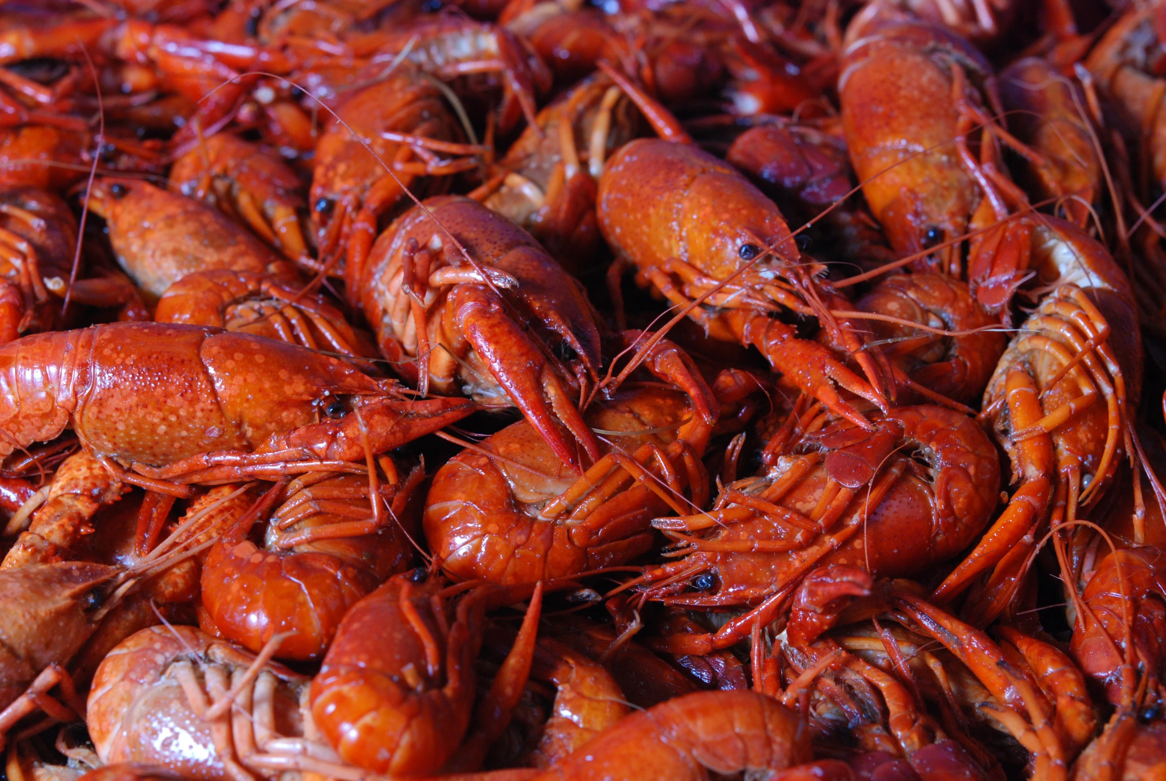 a large group of red craws sitting together