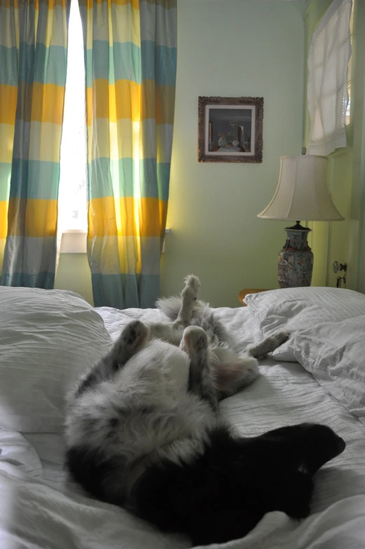 a husky dog lies on his back on the bed