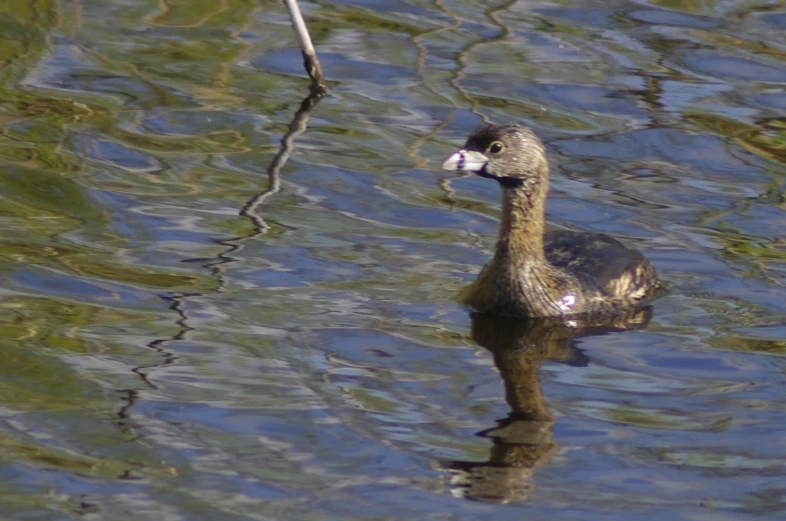 a duck floating in the middle of a lake