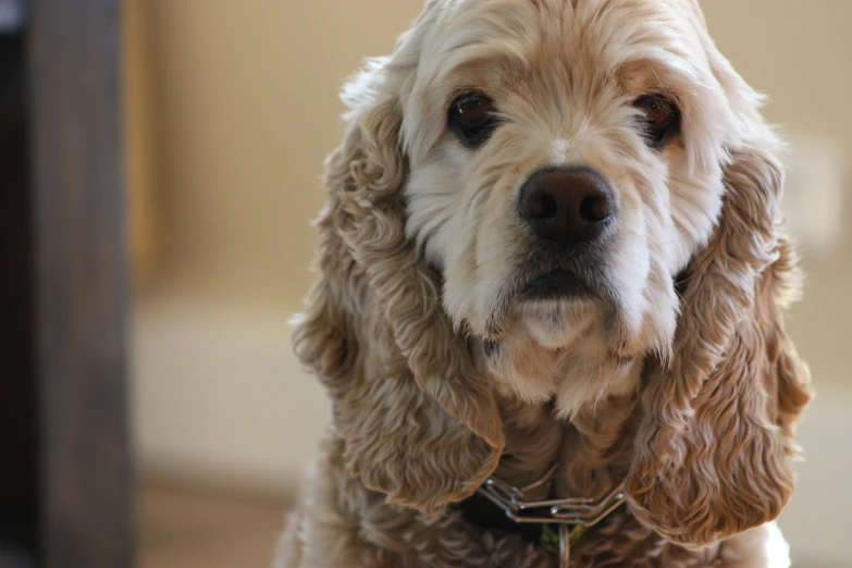 a close up of a dog that is looking at the camera