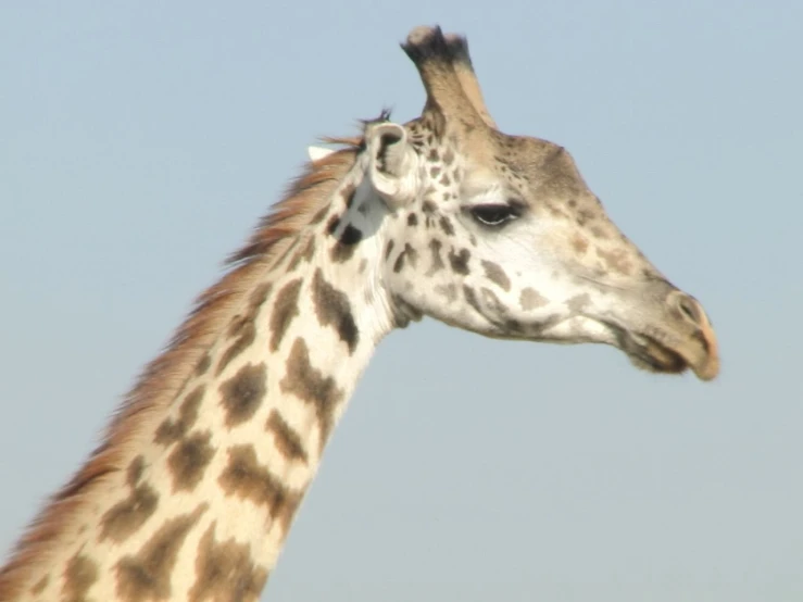 there is a giraffe that has an extremely large head