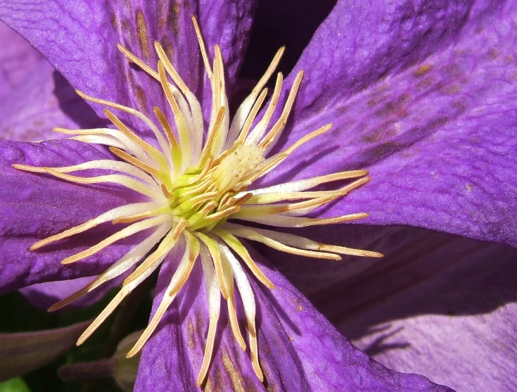 close up view of purple flowers with yellow stamen