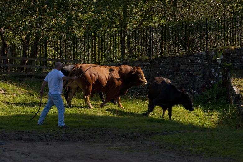 the cattle are running through the grassy pasture