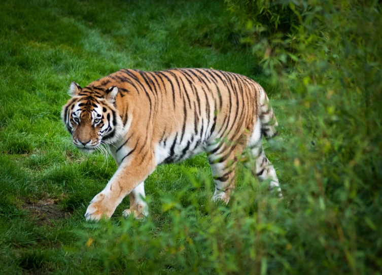 a tiger walking along some green grass near bushes