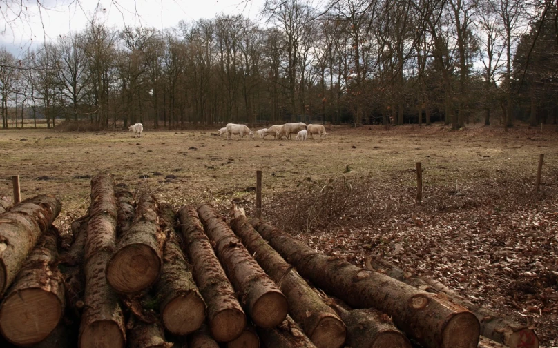 many wood logs in the grass and trees